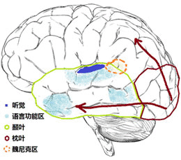 大腦處理流程示意圖